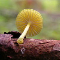 C. asprata – The stalk also has a granular surface. You can see the broad, sub-distant gills.